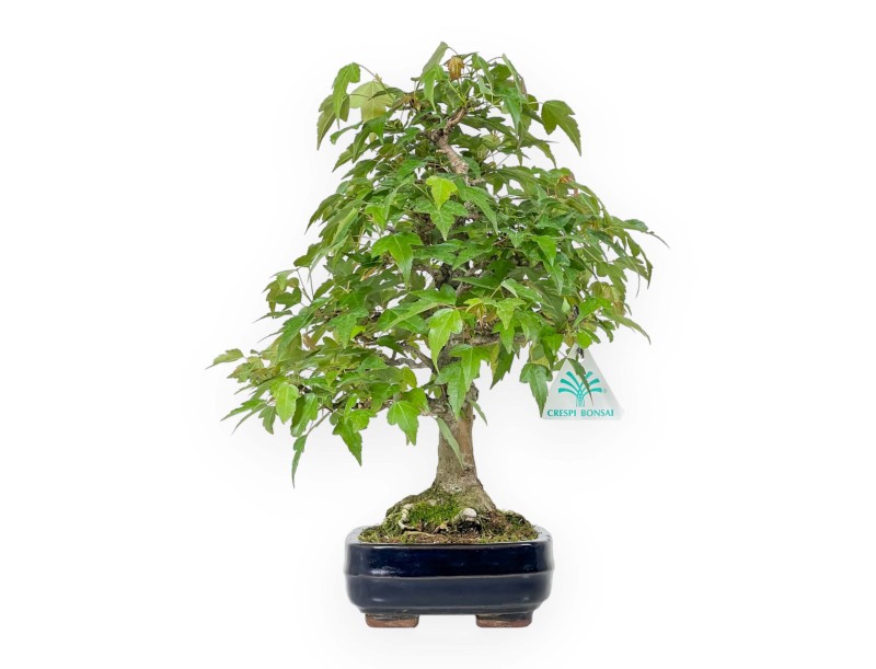 Acer Buergerianum - Acero - 29 cm