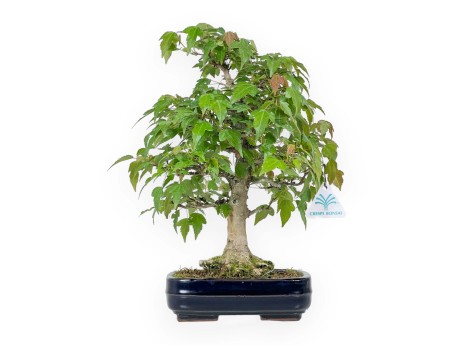 Acer Buergerianum - Acero - 29 cm