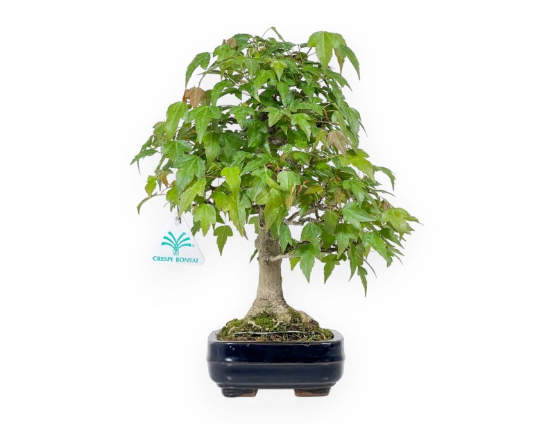 Acer Buergerianum - Acero - 29 cm