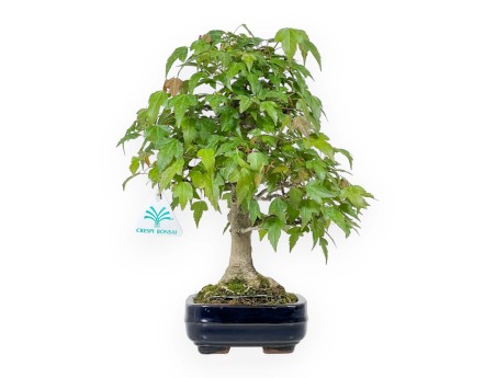 Acer Buergerianum - 29 cm