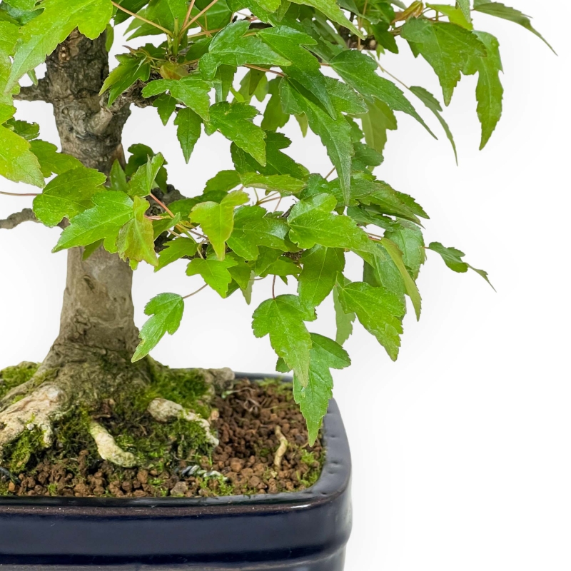 Acer Buergerianum - Maple - 29 cm