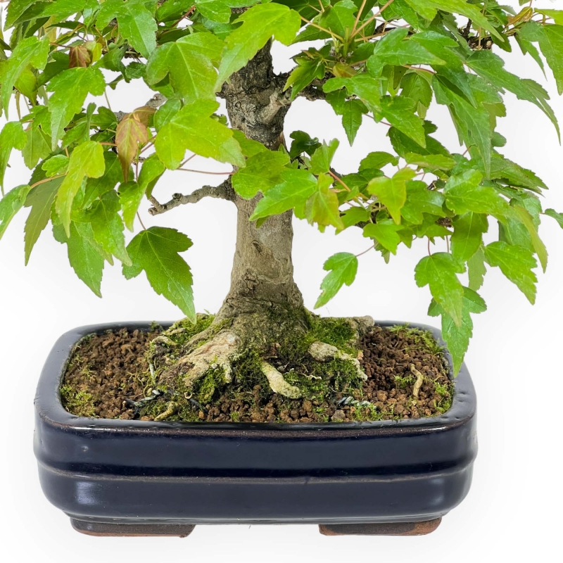 Acer Buergerianum - Érable - 29 cm