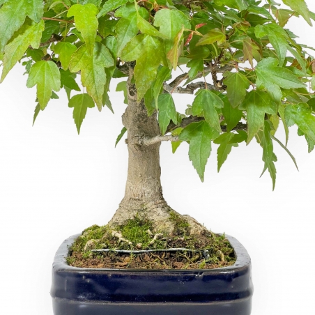 Acer Buergerianum - Érable - 29 cm