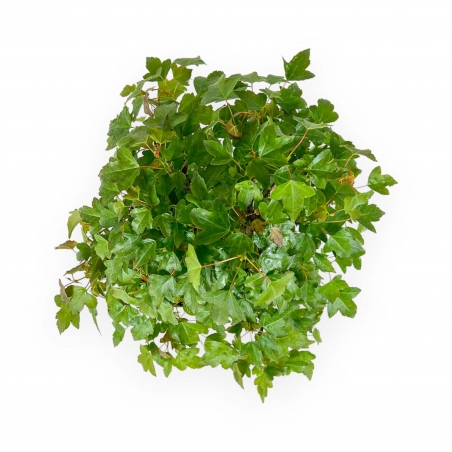 Acer Buergerianum - Maple - 29 cm