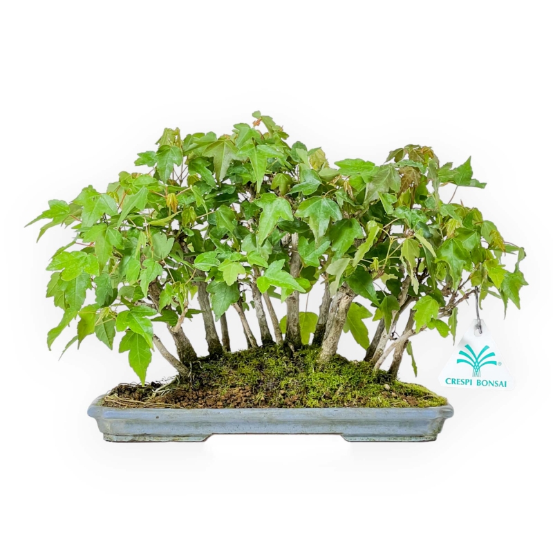 Acer Buergerianum - 22 cm