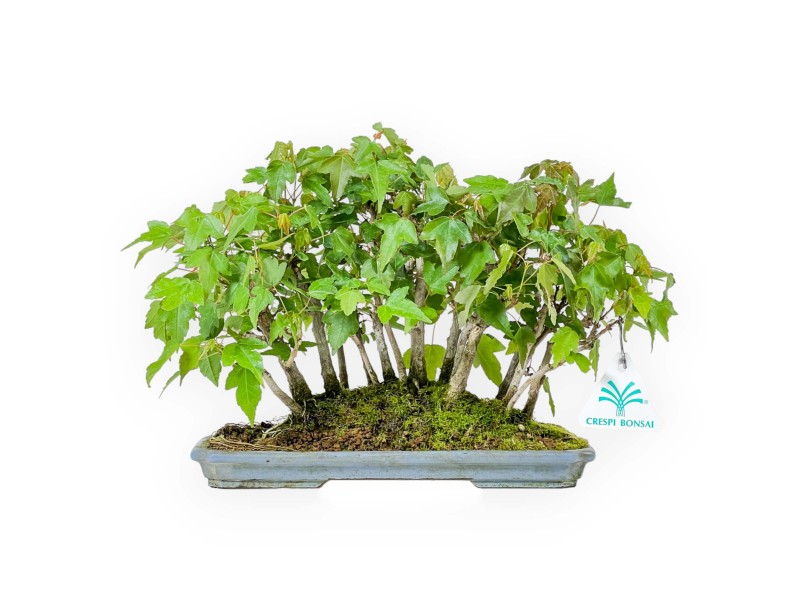Acer Buergerianum - Esdoorn - 22 cm