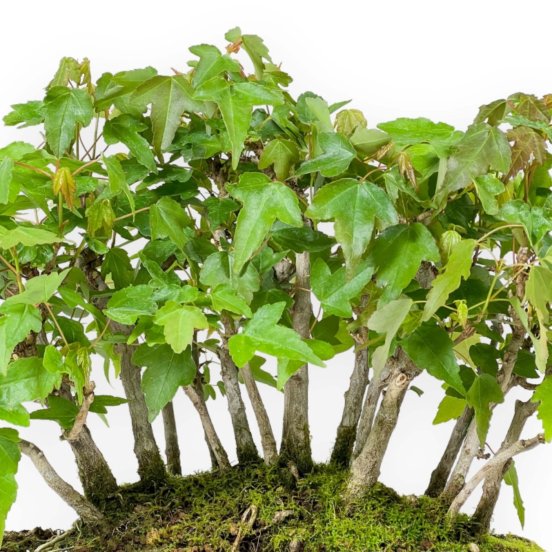 Acer Buergerianum - 22 cm