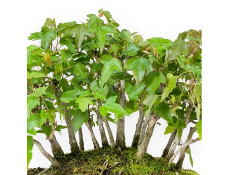 Acer Buergerianum - Arce -22 cm