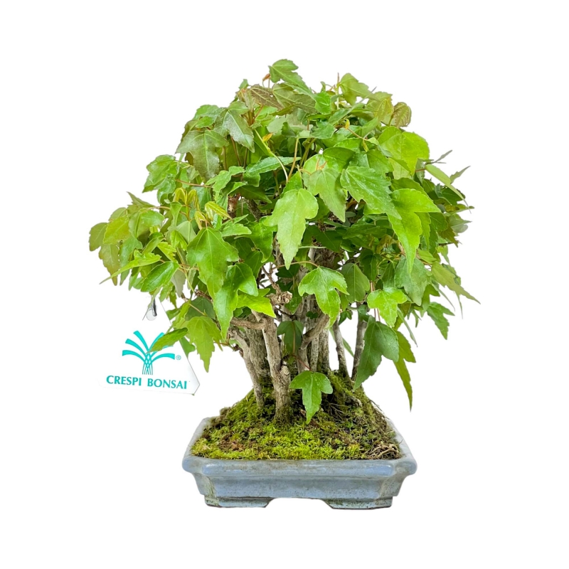 Acer Buergerianum - 22 cm