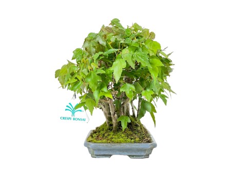 Acer Buergerianum - 22 cm