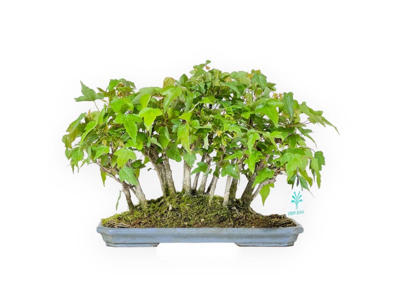 Acer Buergerianum - Arce -22 cm