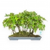 Acer Buergerianum - 22 cm