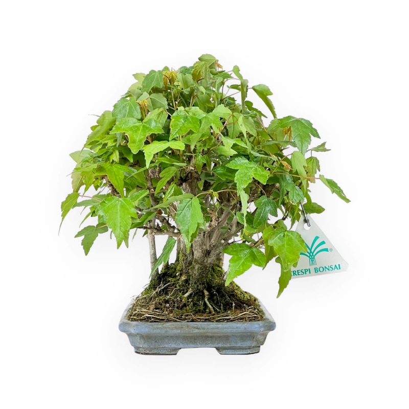 Acer Buergerianum - 22 cm