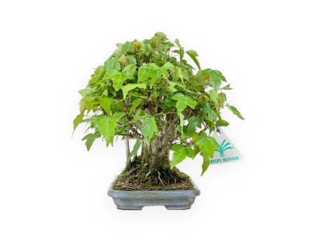 Acer Buergerianum - Esdoorn - 22 cm