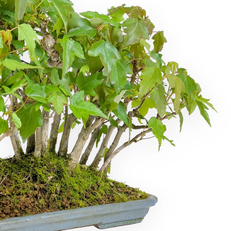 Acer Buergerianum - 22 cm