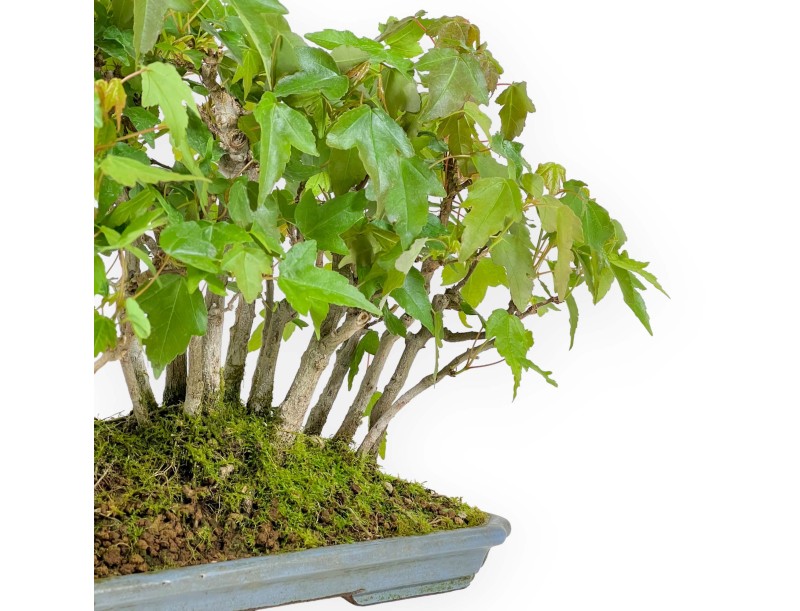 Acer Buergerianum - Arce -22 cm