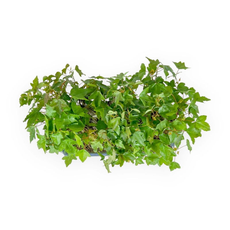 Acer Buergerianum - 22 cm