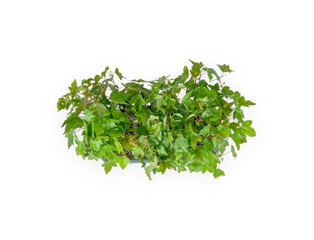 Acer Buergerianum - 22 cm