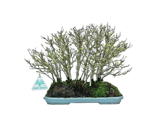 Acer Buergerianum - Arce -22 cm 2