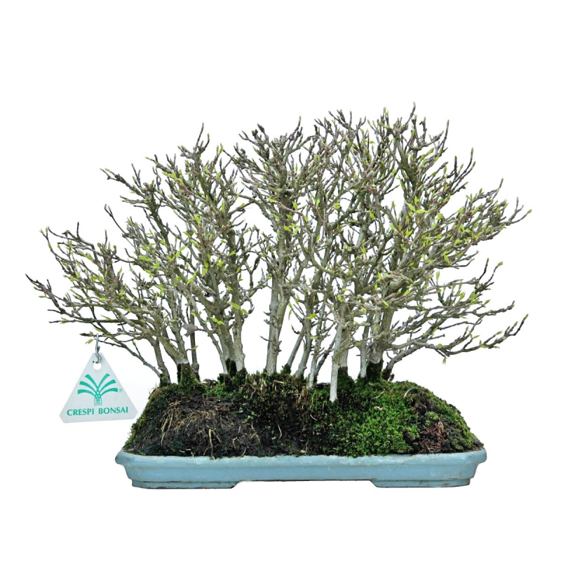 Acer Buergerianum - 22 cm