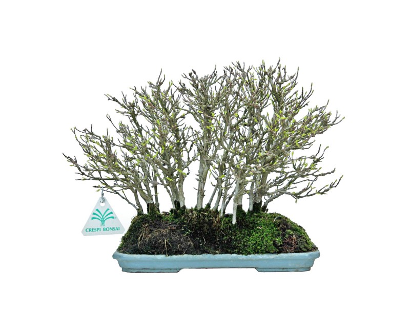 Acer Buergerianum - Esdoorn - 22 cm