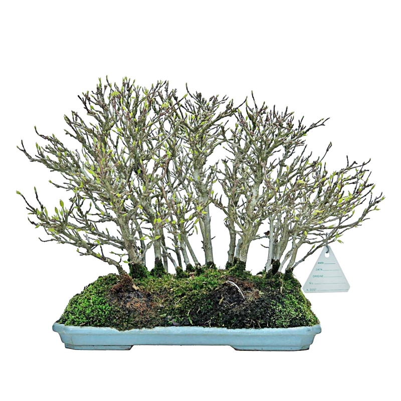 Acer Buergerianum - 22 cm