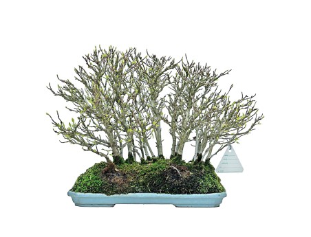 Acer Buergerianum - Esdoorn - 22 cm