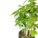 Acer Buergerianum - 25 cm