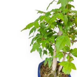 Acer Buergerianum - 25 cm