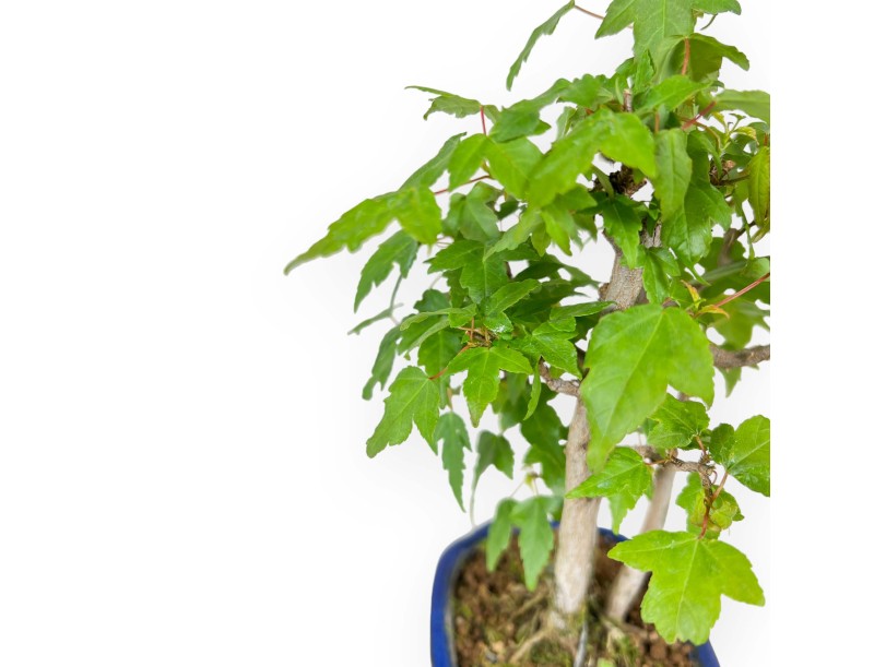 Acer Buergerianum - Maple - 25 cm