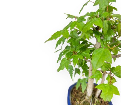 Acer Buergerianum - Érable - 25 cm