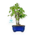 Acer Buergerianum - 25 cm