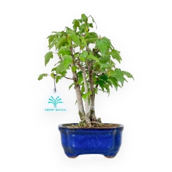 Acer Buergerianum - 25 cm