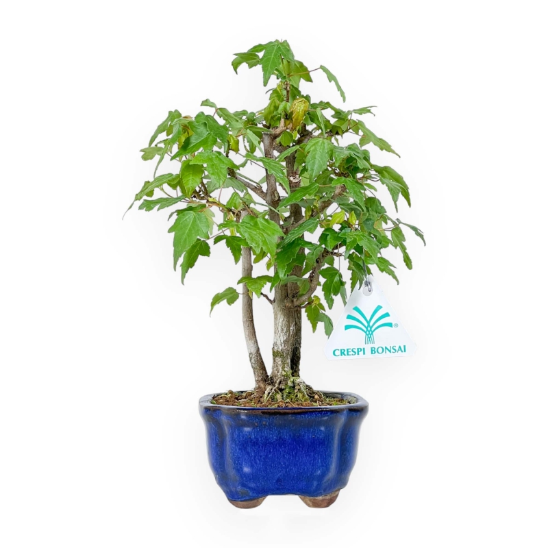 Acer Buergerianum - 25 cm