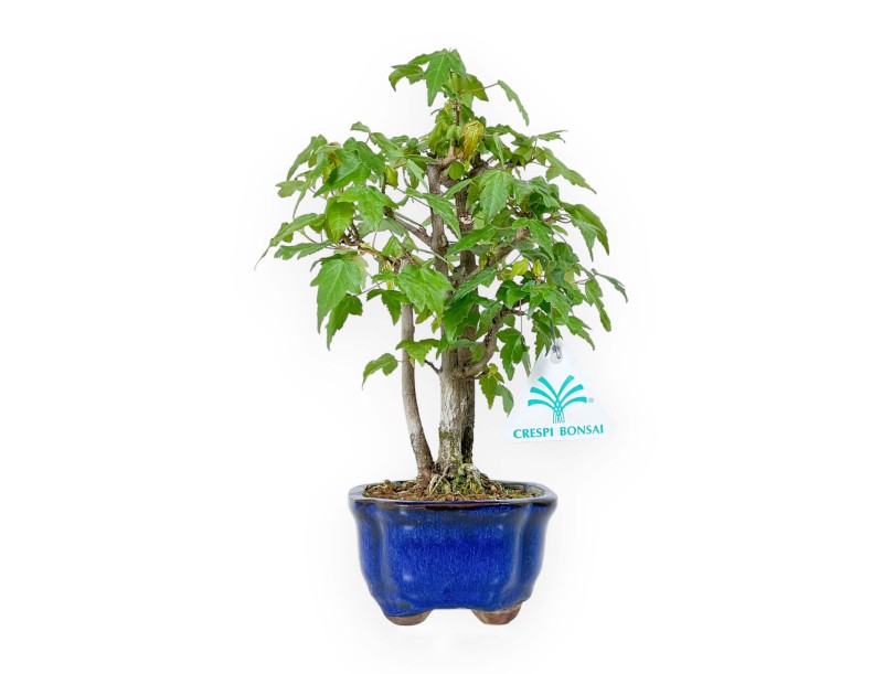 Acer Buergerianum - Acero - 25 cm