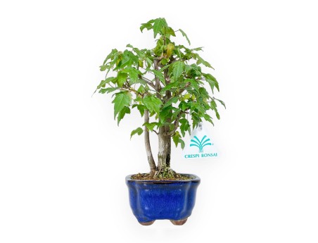Acer Buergerianum - Maple - 25 cm