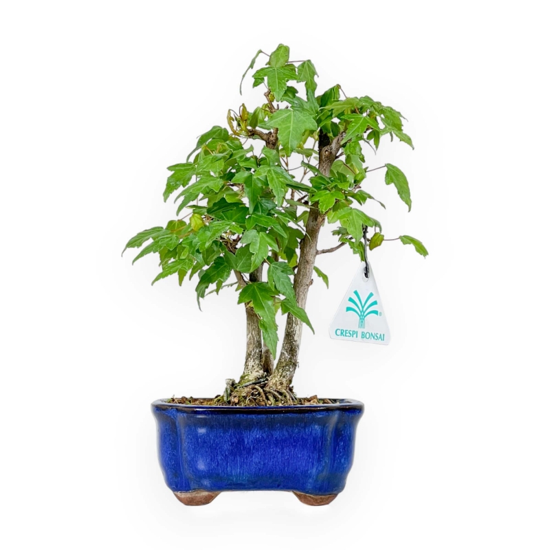 Acer Buergerianum - 25 cm