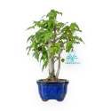 Acer Buergerianum - 25 cm
