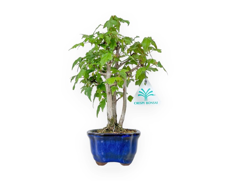 Acer Buergerianum - Érable - 25 cm