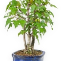 Acer Buergerianum - 25 cm