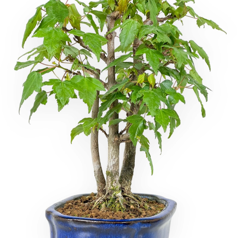 Acer Buergerianum - 25 cm