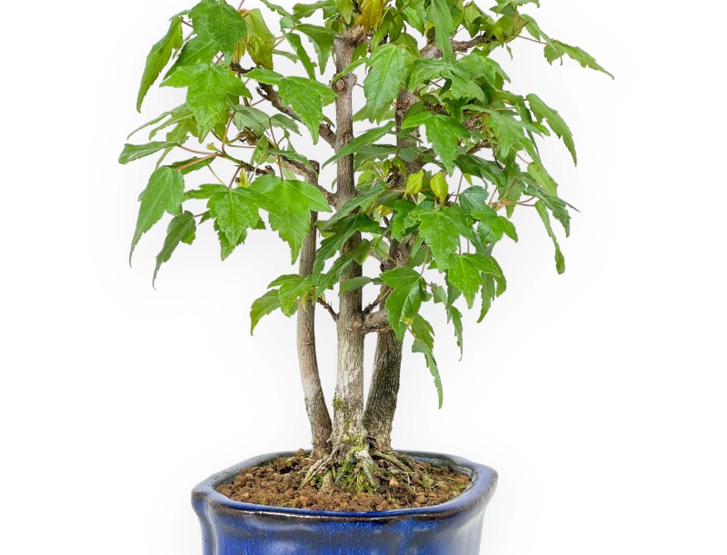 Acer Buergerianum - Maple - 25 cm