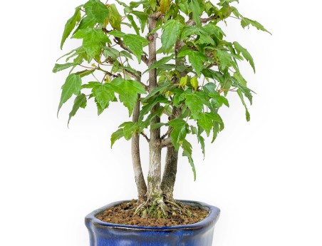 Acer Buergerianum - Érable - 25 cm