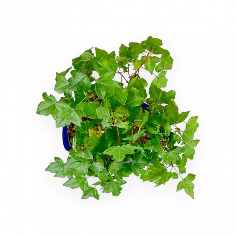 Acer Buergerianum - 25 cm