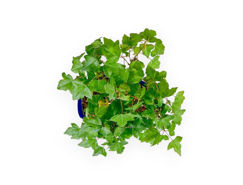 Acer Buergerianum - Acero - 25 cm