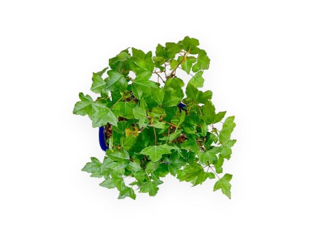 Acer Buergerianum - 25 cm