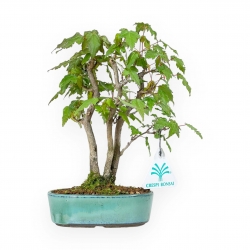 Acer Buergerianum - Maple - 21 cm