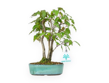 Acer Buergerianum - Maple - 21 cm