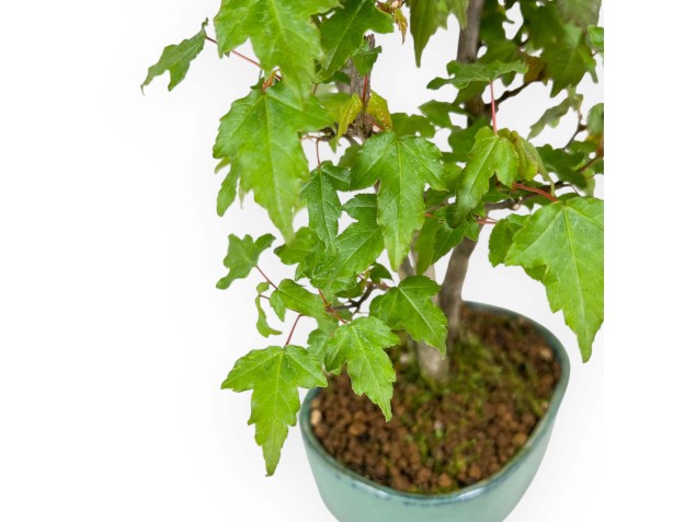 Acer Buergerianum - Érable - 21 cm 2