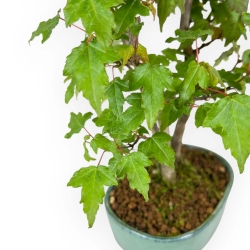 Acer Buergerianum - Maple - 21 cm